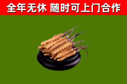 阿坝县回收散虫草