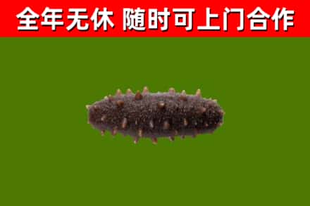阿坝县回收海参干